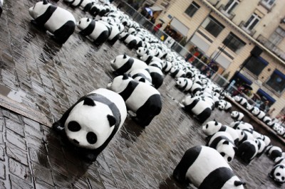 panda