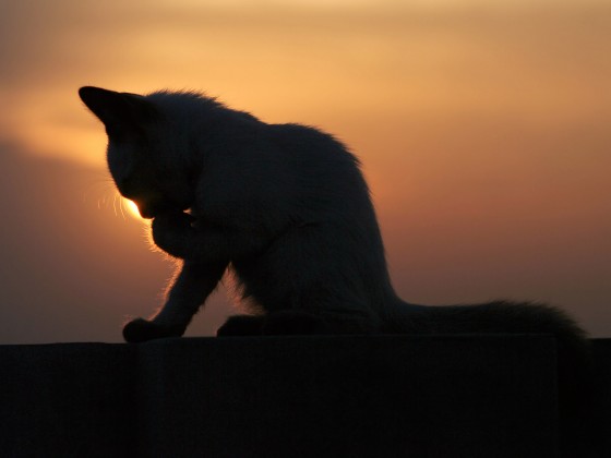 夕阳 夕阳