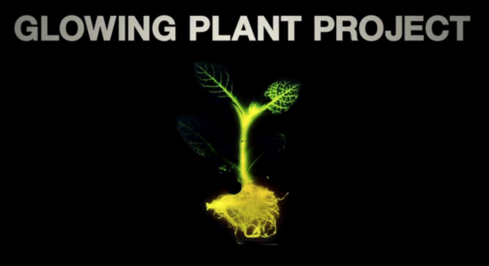 Glowing Plant
