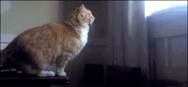 刚一放假喵星人就要搞事情,还吸猫不?丨钛空舱最生活