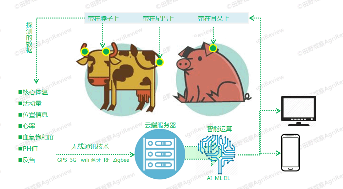 温氏网易硅谷谁会是养猪的未来