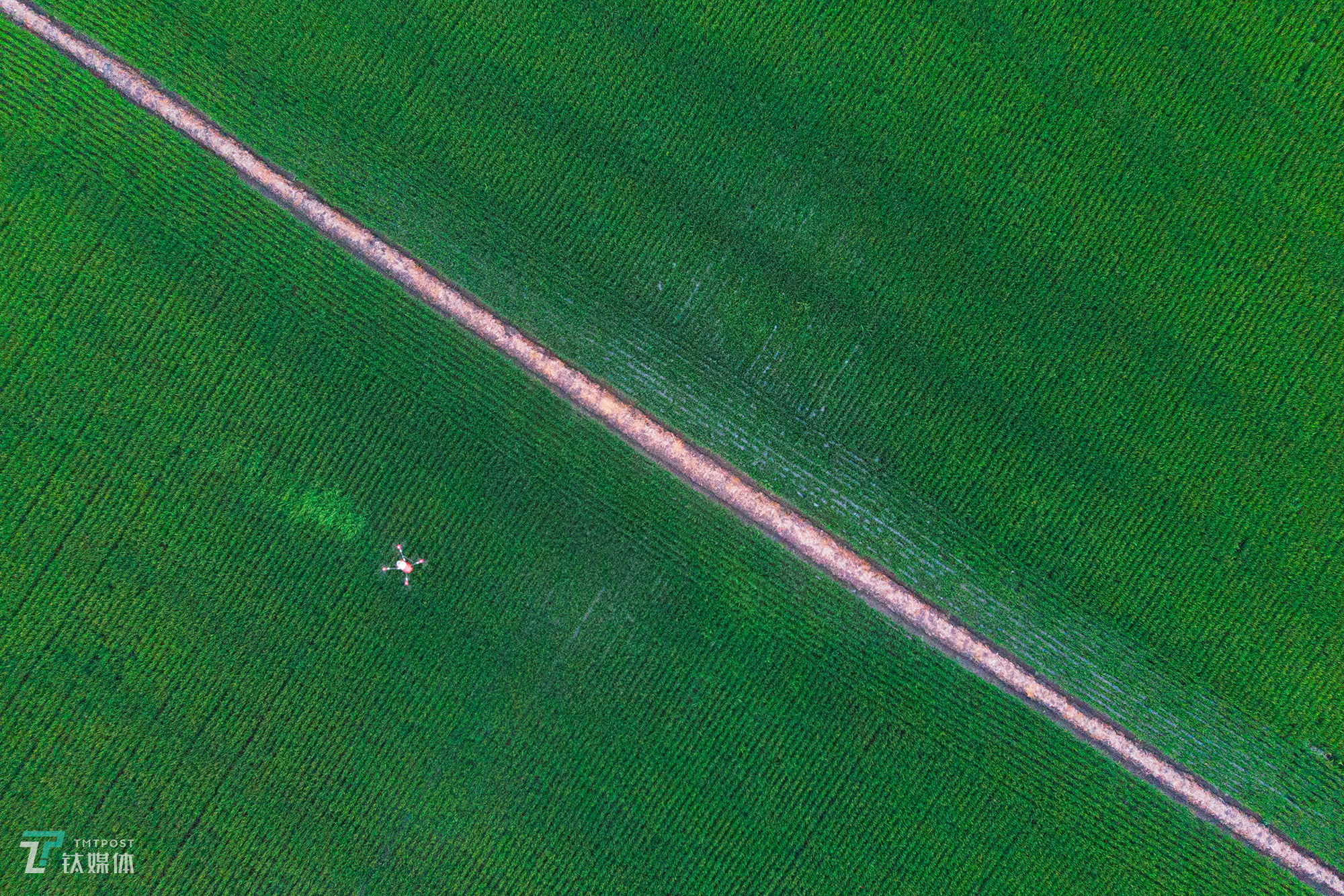 The new farmers with spraying drones in China's northeast farm land Beidahuang        