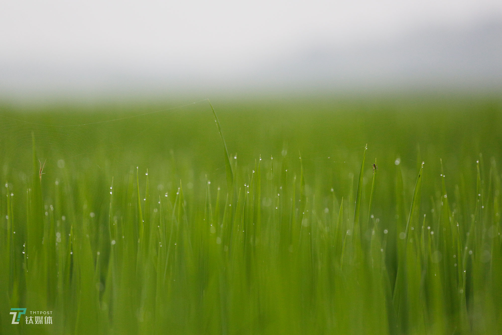 The new farmers with spraying drones in China's northeast farm land Beidahuang        