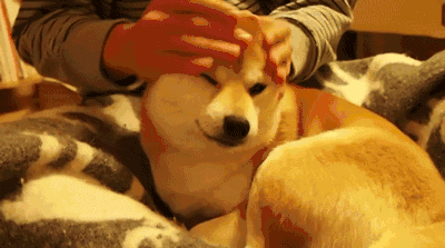 解锁我的高科技智能生活主人再也不用担心我喝厕所水了