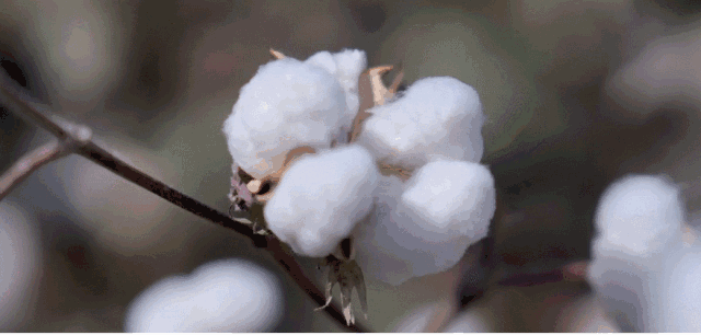 材质选用100%纯棉面料,原料选取新疆高质量长绒棉,棉花的棉铃硕大.