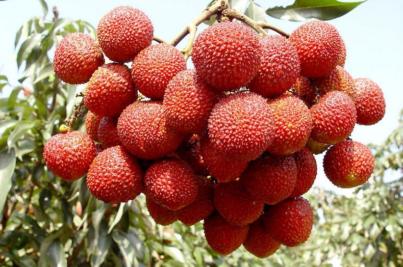 京城荔枝大战——极致物流的预演