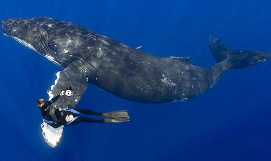 新浪微博，不是活跃度降低，而是回归本源