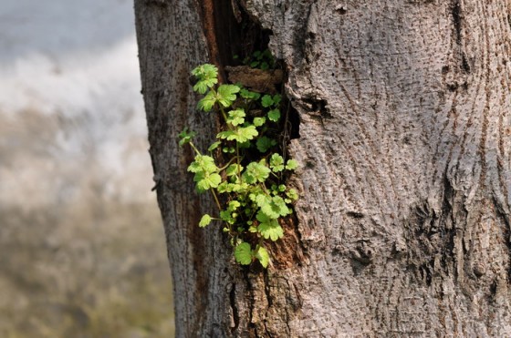 移动互联网弱势平台如何夹缝求生
