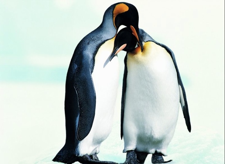 “企鹅之恋”后，互联网三大战役猜想