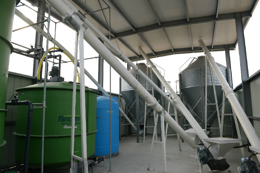 本周最搞笑：探访丁磊家的“内测猪”