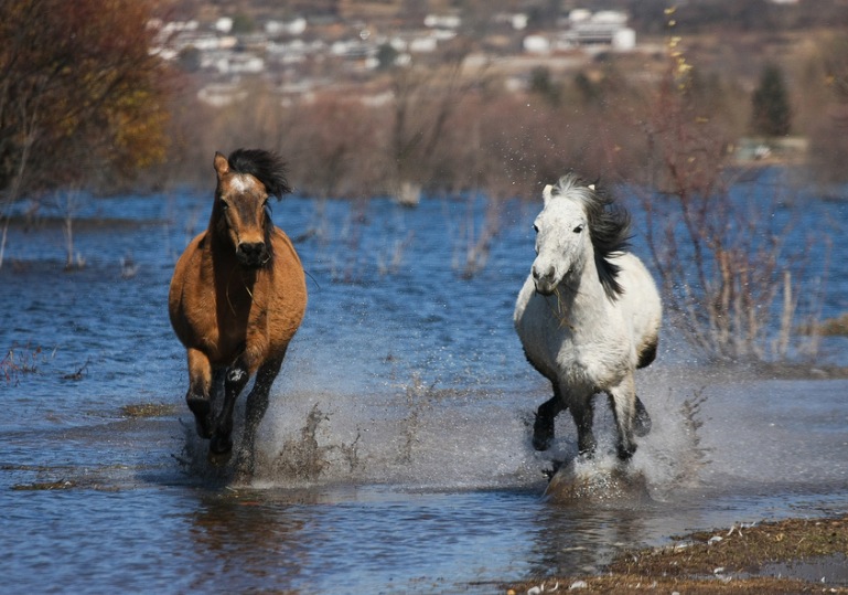 双马之争，决胜不在用户，在资源