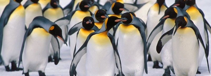 “大胃王”腾讯造版图，不可忽视的生态漏洞