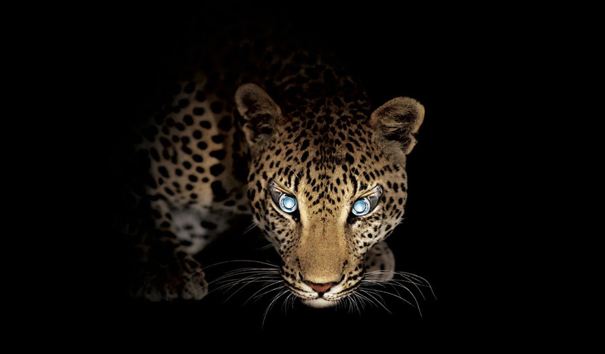 猎豹移动逆流IPO，从“打手”变“水手”