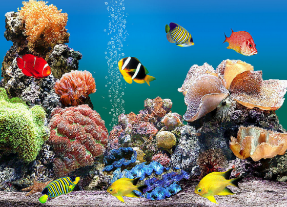 【书评】创意从珊瑚礁开始-钛媒体官方网站