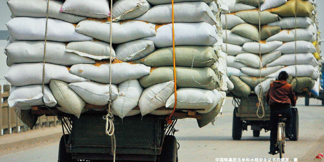 转基因开闸将改变什么？