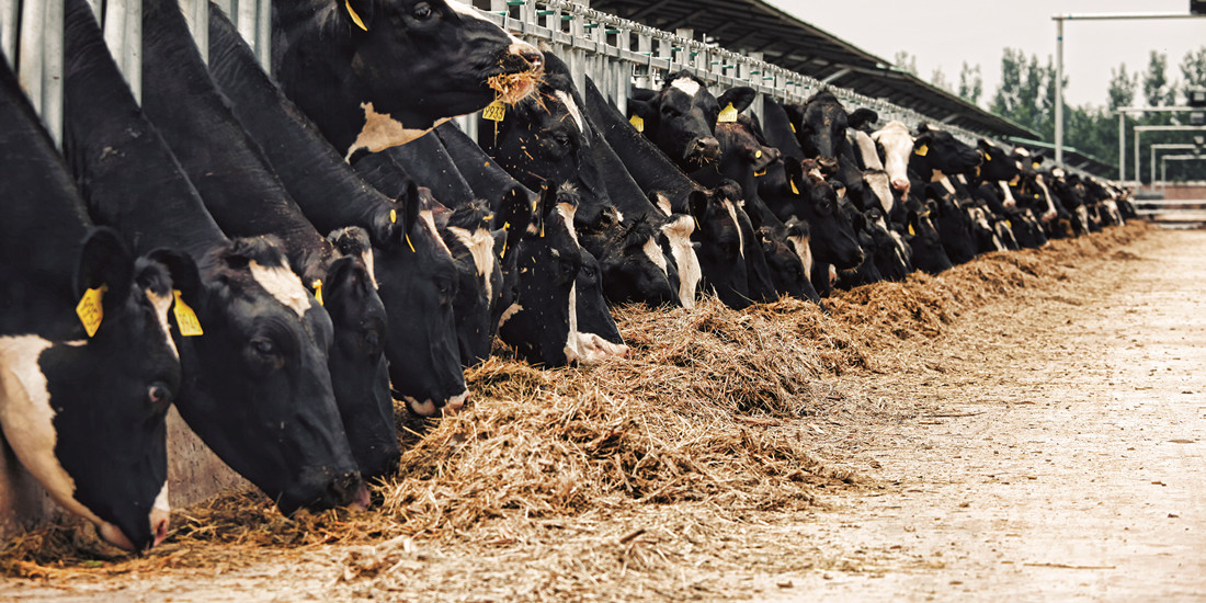 乳业“颠覆者”