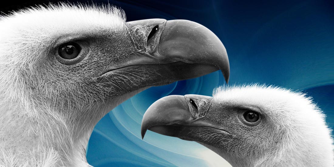 这只秃鹫叫“菜鸟”