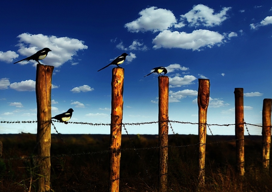 宽带向民资开放：即使是场白日梦，万一实现了呢？