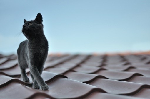 为什么说你需要特立独行的人生态度？