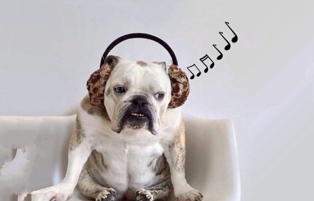 酷狗被判侵权，阿里音乐打响版权维护战|6月1日坏消息榜