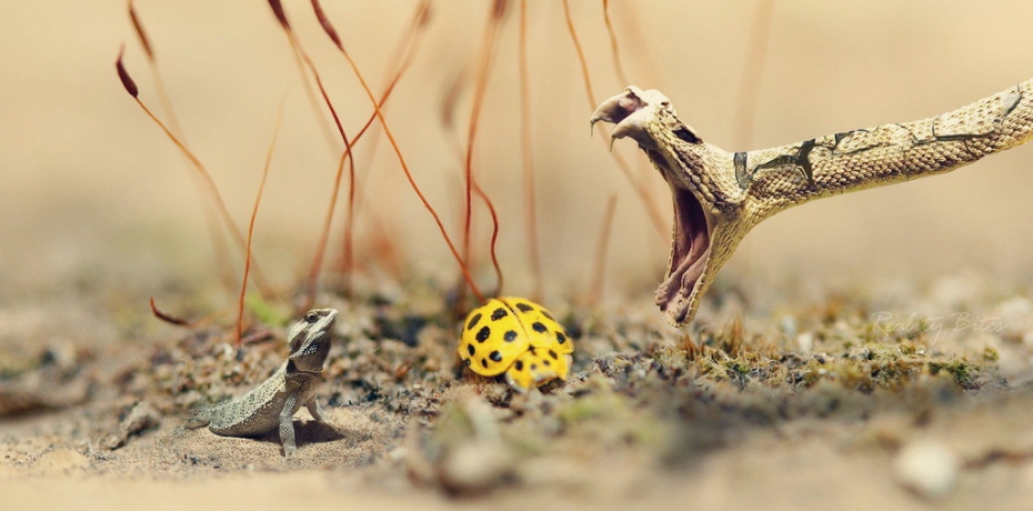 乐视、酷派、360的蹊跷三角恋，乐视20亿投资酷派背后的混乱江湖