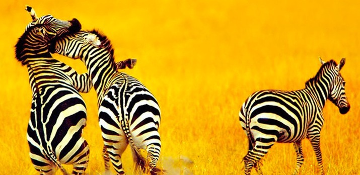 亲自下场还是代理人出战：O2O或迎来BAT的“封杀战”