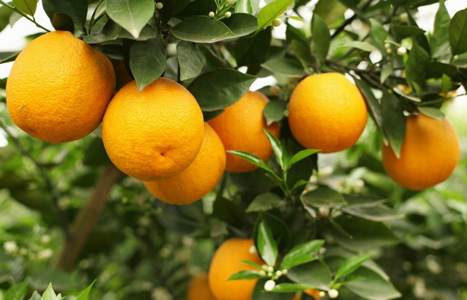 闹腾了一个周末的「褚橙」纷争，到底是怎么回事？