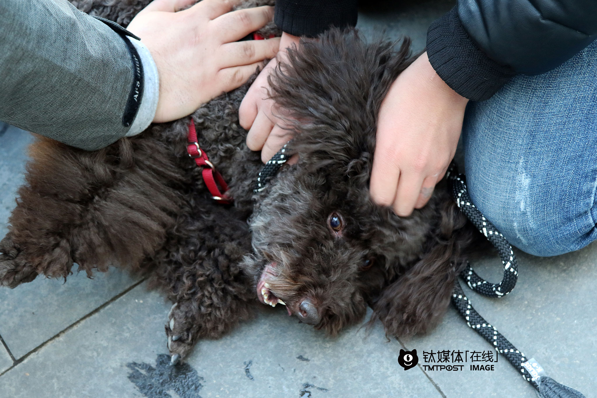 被咬了之后，海哲和同事很快对狗进行了“特殊的惩罚”：放倒。“他咬了我就是挑战我的领导地位，所以我必须把它放倒，让它明白我才是领导者”，海哲介绍，放倒的惩罚是大自然的方式，“狗是狼进化来的，在狼群中，如果头狼被底下的狼攻击，头狼就必须把对方放倒，让对方把腿翻过来不再动弹才罢休，这样才能让攻击者不敢再次逾越自己的领导地位。”