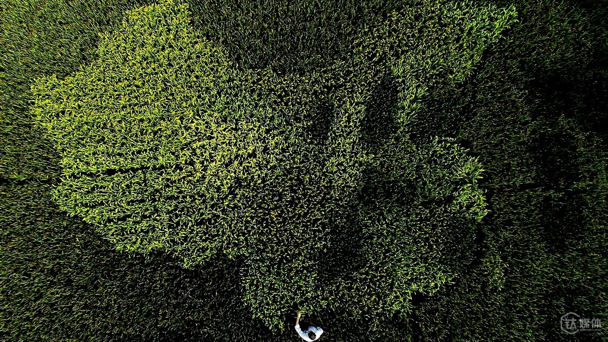 农村金融真相，谁在给靠天吃饭的农户放贷？