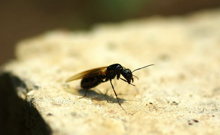 “以毒攻毒”，用转基因蚊子来抑制病毒蔓延的办法行得通吗？