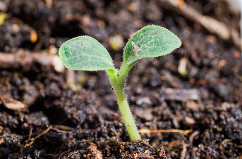 美国早期投资呈现阶段性分化，新概念频出