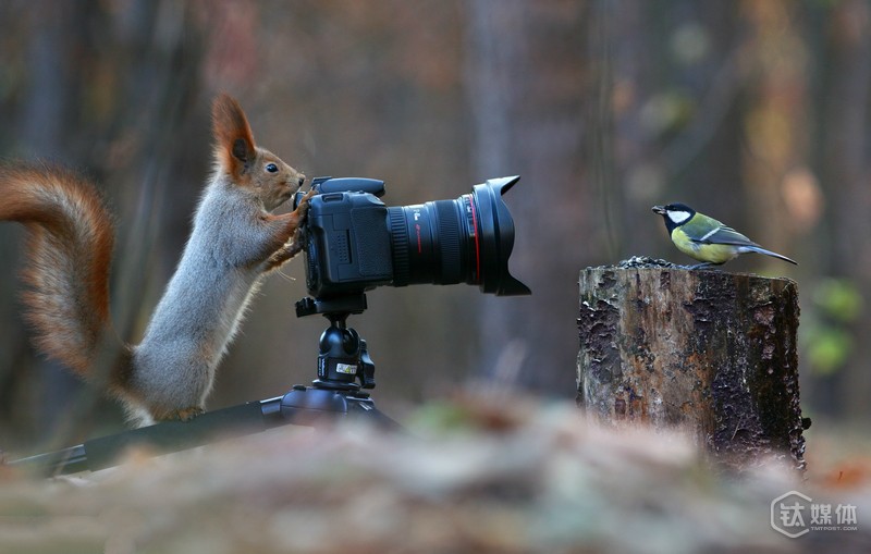 今日头条“买下”知名图库东方IC，图片版权市场战火点燃