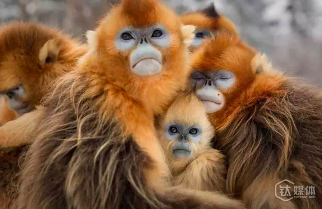 名导陆川要通过钛媒体给公司招个CEO