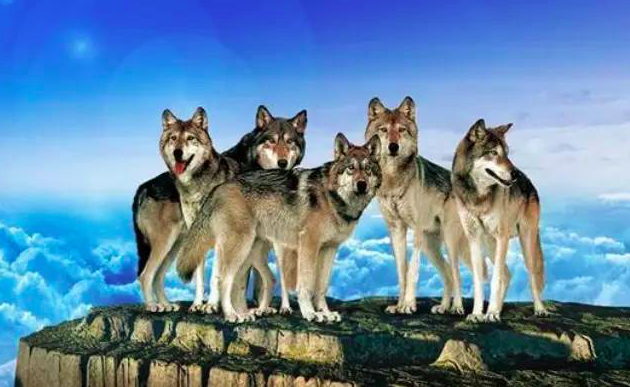 在华为，“要么成为狼，要么滚”和那些“挺尸”的鸡血岁月