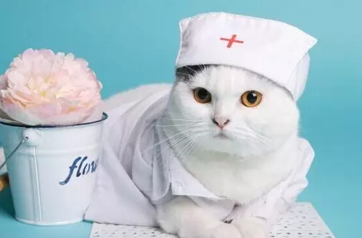 开店近2000家、三年亏损30亿，新瑞鹏难当中国宠医第一股