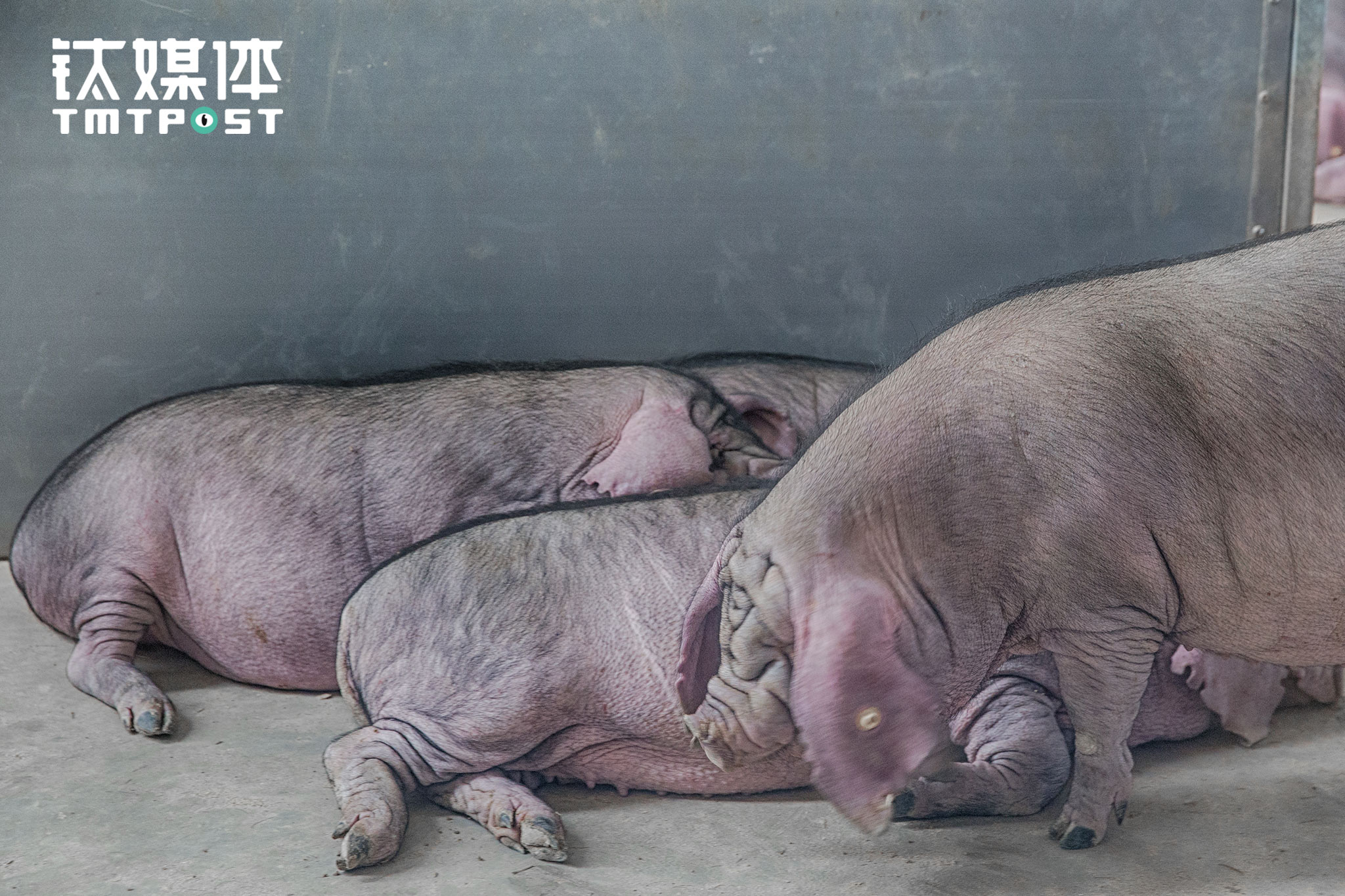 thanks to that, the pigs are able to eat, excre1400_933