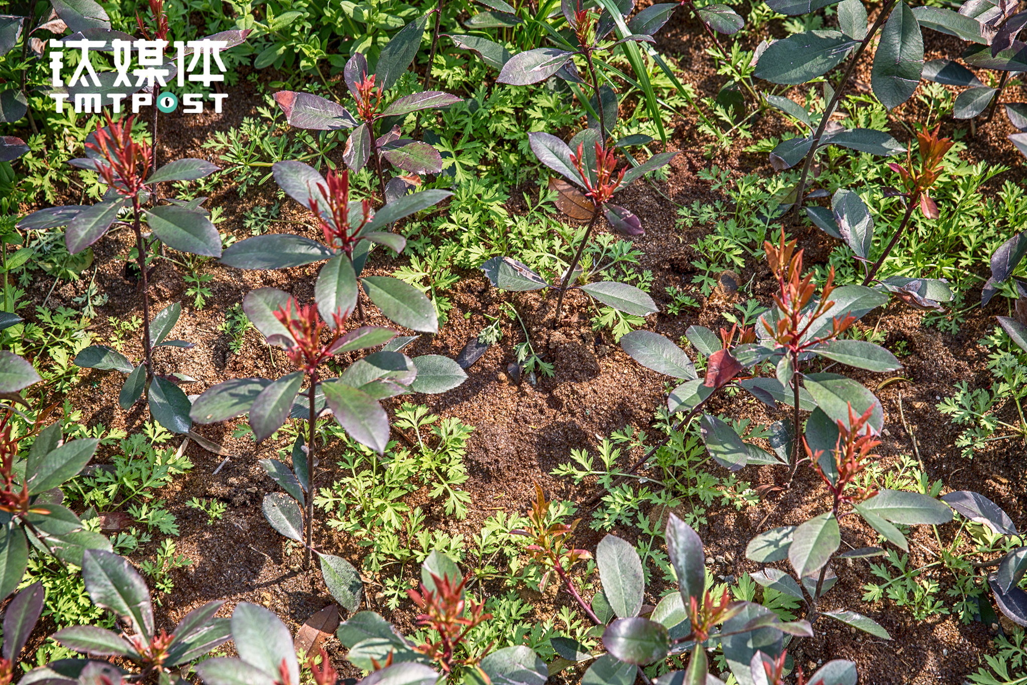 猪排泄物经过处理成为肥料，被用来滋养养殖区道路两旁的景观绿化带。