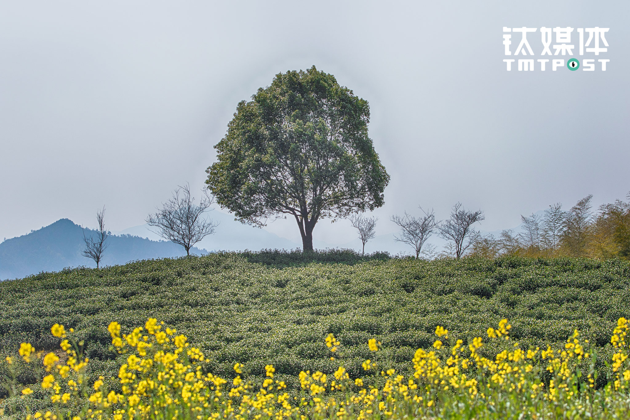 同样使用了这些有机肥的还有味央园区的茶园，&ldquo;除了自己用，周边一些做高端有机茶种植的农民，他们知道这里有&lsquo;宝贝&rsquo;，都找过来买&rdquo;。