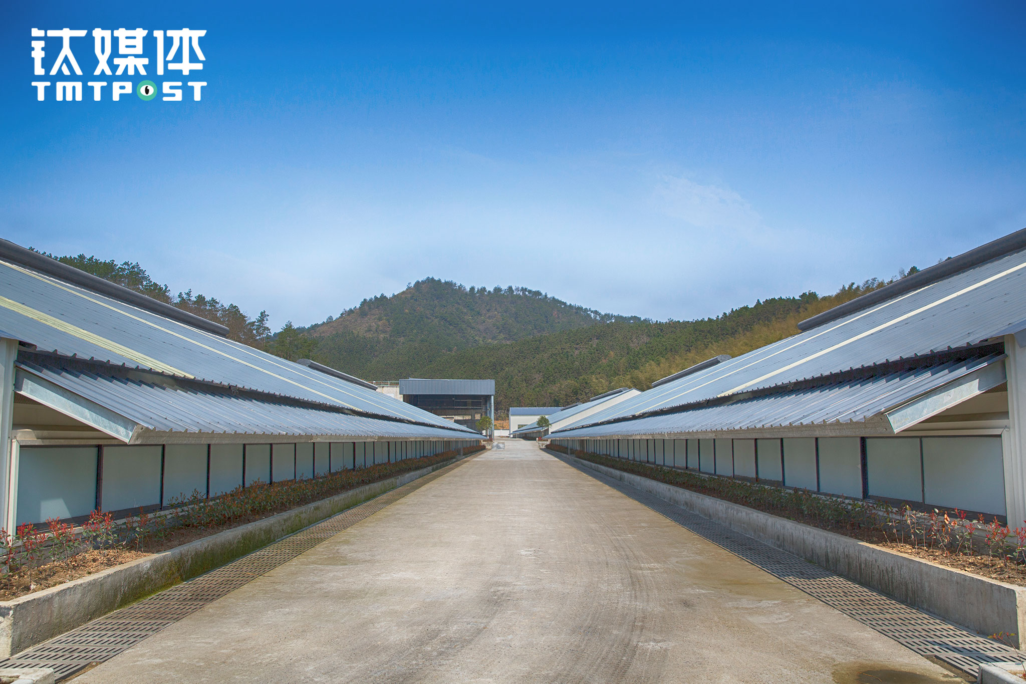 每个猪舍顶棚都采用双层屋顶结构，最顶端设置气楼，气楼跟双层屋顶配合，可实现在不使用空调的情况下，冬天保暖夏天隔热，春秋季自然通风：如果猪舍温度低，气楼可把双层屋顶聚集的热空气抽到猪舍用以保暖；如果夏天猪舍温度高，可以打开气楼让热空气流走，降低猪舍温度。