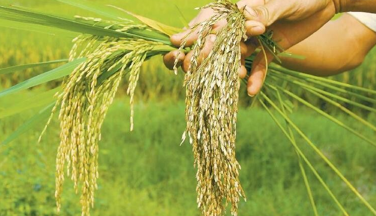 并非中介入侵之地，但内外勾结却成农村金融的致命毒素