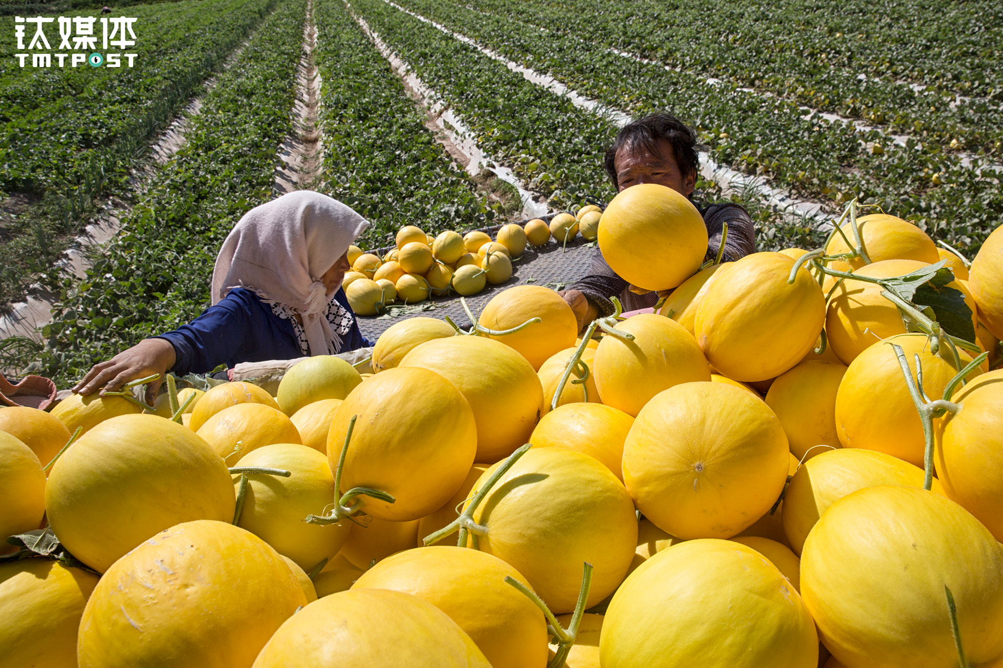 July 16th, 2017. A couple was harvesting Minqin honeydew melons in the field. Minqin honeydew melons are the main fresh produce that the farmers here rely on for a living. Every year, wholesalers from all over the country will come to Minqin to purchase melons. This is the busiest season for local farmers. Local farmers usually sell their melons to wholesalers at a price of 70 to 80 cents per kilogram. This year the price dropped to 30 to 40 cents due to the flood in the south.