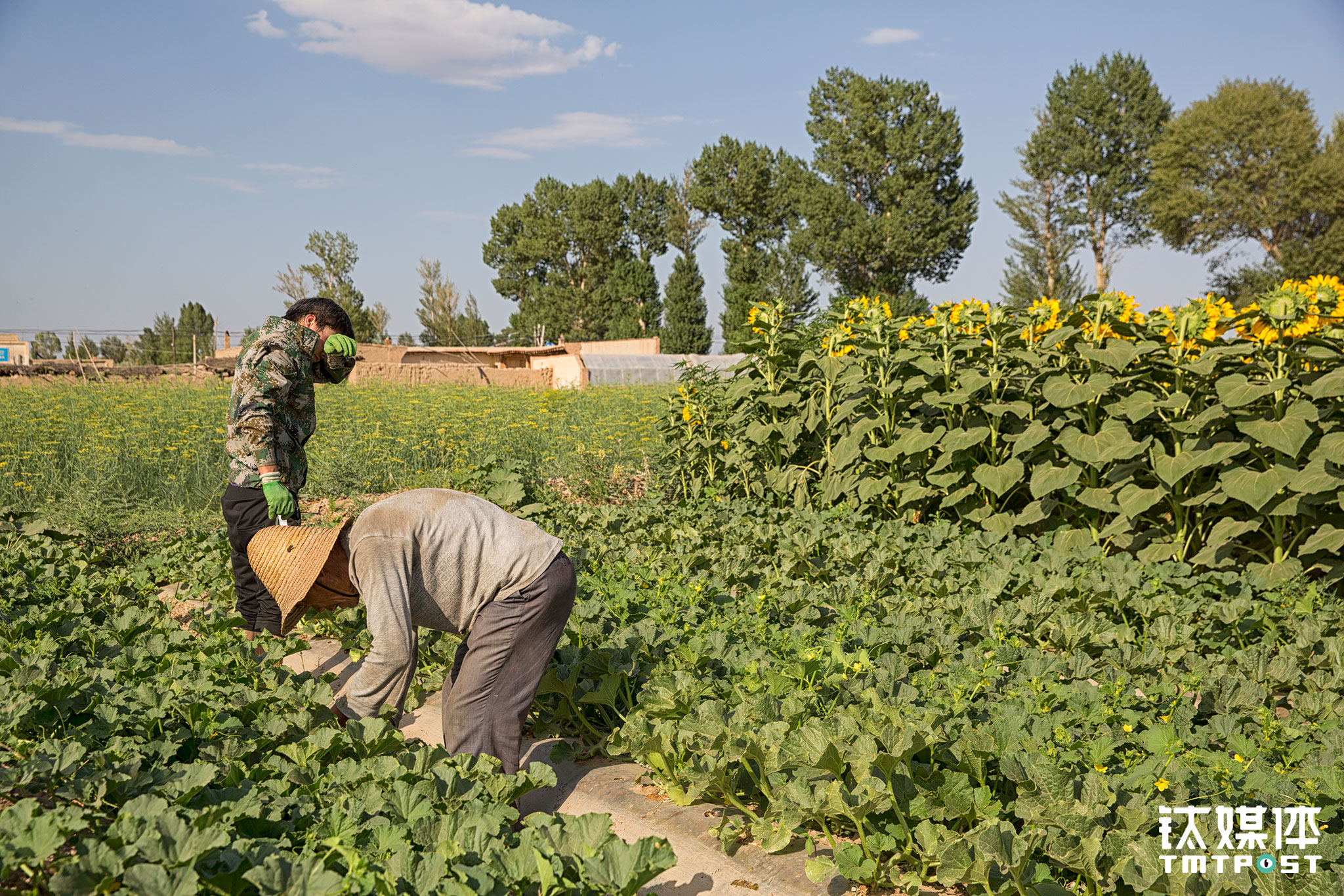 When other villagers were selling melons at downtown, Li Hongshan and Li Sheng, father and son, were still caring for the melons, waiting for their melons to ripe at home. Li Hongshan is 67 years old and has three kids. His daughter had married and moved to another province, while his elder son is working in another city. His younger son, Li Sheng is a freshman at college. Li&rsquo;s family has a farming land of 12 mu, which Li Hongshan takes care of all by himself. When the season for planting melon seeds comes, Li Hongshan would be extremely busy and he wouldn&rsquo;t be able to do all the work. And therefore, his melons ripe over ten days later than others&rsquo;.