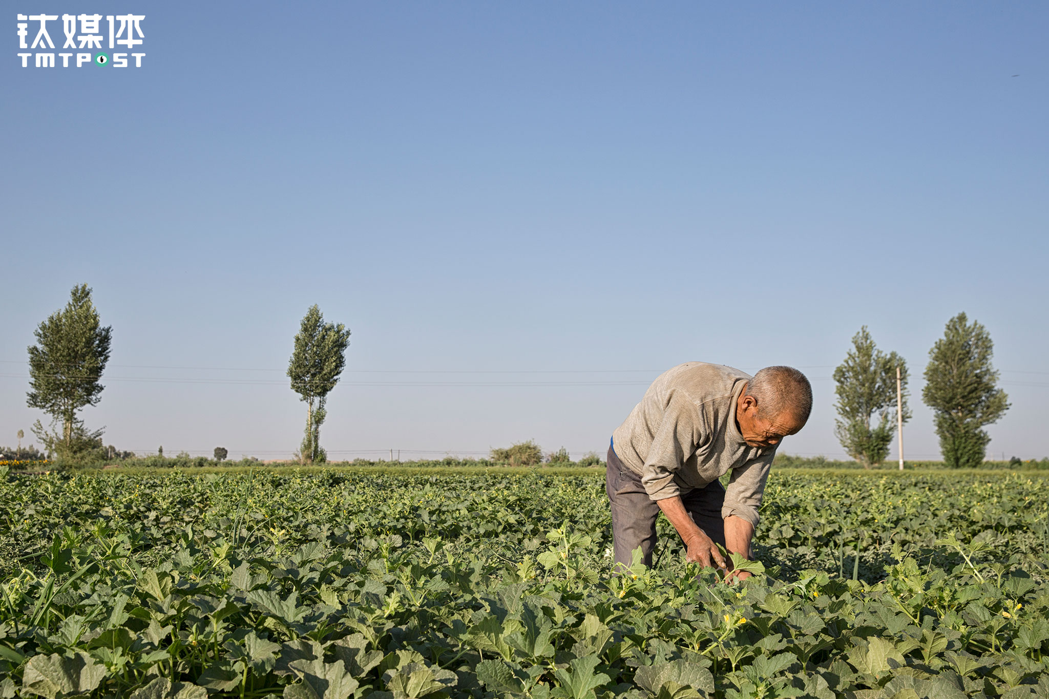 Eight out of the 12 mu land is for growing melons, while the other four mu is for growing sun flowers, fennels, and corns. If everything goes smoothly and there is no natural disaster affecting the production, this farming land can generate over￥8000 for the family every year. This is the only source of income for Li Hongshan to support this family. However, Li Hongshan always misses the best time to sell the melons as his melons ripe later. &ldquo;In the beginning, the melons could be sold at over one yuan per 500 gram. But when we take our melons to sell, the price would drop to 30 cents per 500 gram already. And sometimes the wholesalers only want melons that are bigger. So we could only take the small melons back home.&rdquo;