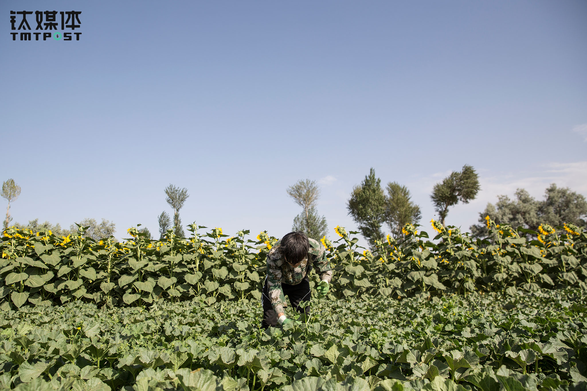 In 2016, Li Sheng was enrolled in Lanzhou University&rsquo;s Civil Engineering program. This was the first summer vacation in college. He started to help out his father in the field after arriving home. &ldquo;In the past, I would have to do some farming work every day after school. It was tiring. I didn&rsquo;t understand why there was so much work to do while other kids had time to go out and play,&rdquo; Li Sheng said. &ldquo;After I started studying at a boarding high school, it&rsquo;s better. But I appreciate the hardship I endured. It&rsquo;s better to encounter some obstacles when I was a kid, so that I can work harder than other people. I will be more mature. Sometimes when I feel lazy at school, I would think of my home&rsquo;s conditions. Perhaps this also drives me to study.&rdquo;