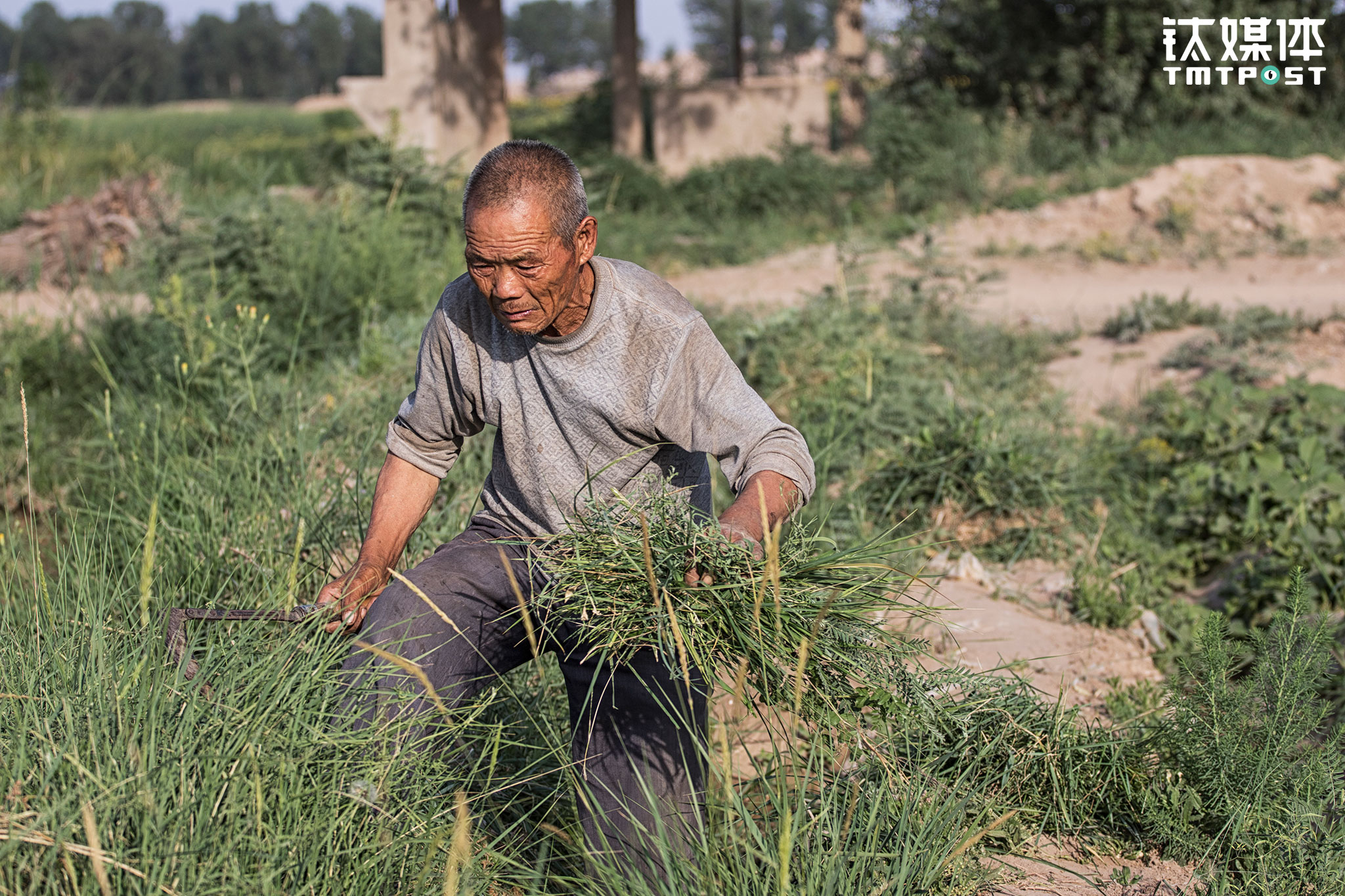 Despite all the busy and tiresome farming work, Li Hongshan had never considered asking his kid to drop out of college to come back home to help him. Li Hongshan married when he was 40 years old. His wife has been having health issues since their marriage. To take care of the mother and two little brothers, Li&rsquo;s elder daughter had quitted the school to help out at home until the mother passed away in 2006. After her mother&rsquo;s passing, the daughter started to work in another city. At school, Li&rsquo;s elder daughter was in fact a grade-A student. This breaks Li Hongshan&rsquo;s heart every time he thinks of the daughter&rsquo;s dropout. He has been telling himself that no matter how hard life is treating him he would carry on and support his kids to go to school. He has also been telling his kids the importance of studying. With his 12 mu farming land, Li Hongshan is supporting his elder son at a professional school and younger son at Lanzhou University.