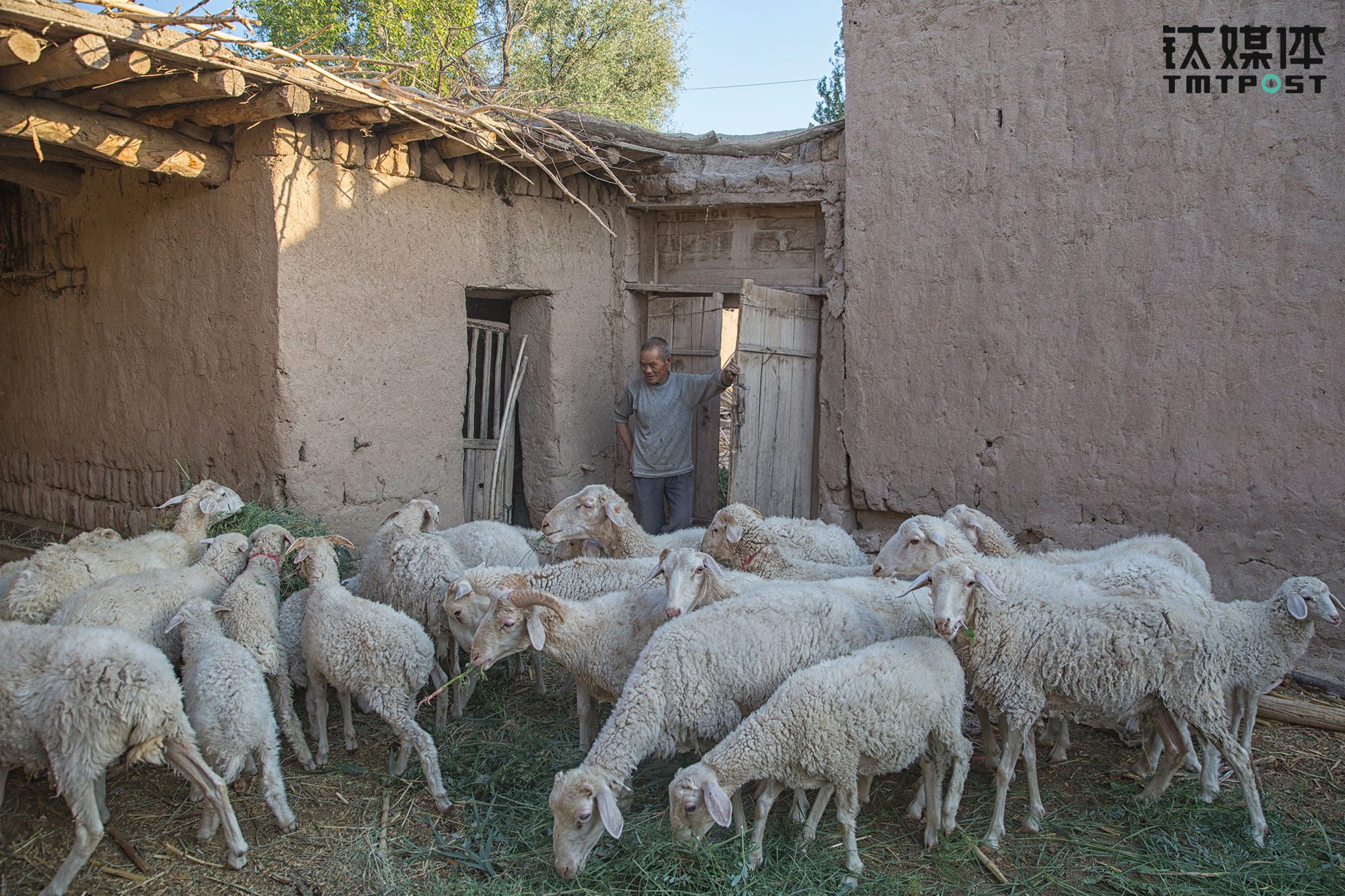 Li&rsquo;s family has 20 sheep, which are their most precious wealth. Every morning and evening they would cut the grass for the sheep to eat. In general, they wouldn&rsquo;t eat meat at home. They would only make lamb dish for the spring festival during the winter. If there is an emergency at home or Li Sheng needs money, Li Hongshan would sell one or two sheep to get some emergency money.