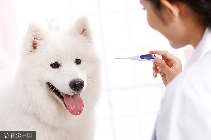 千亿宠物市场爆发前夜，你还有这几个突破口