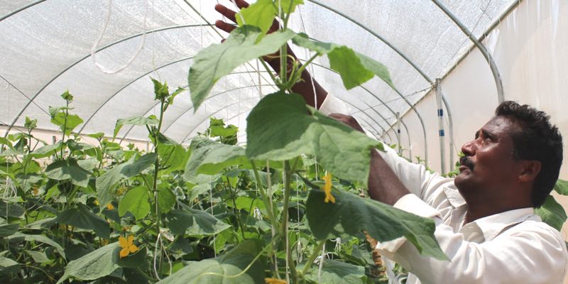 作物歉收成印度农民自杀真凶,这家公司推出了"盒子温室"想改变这一