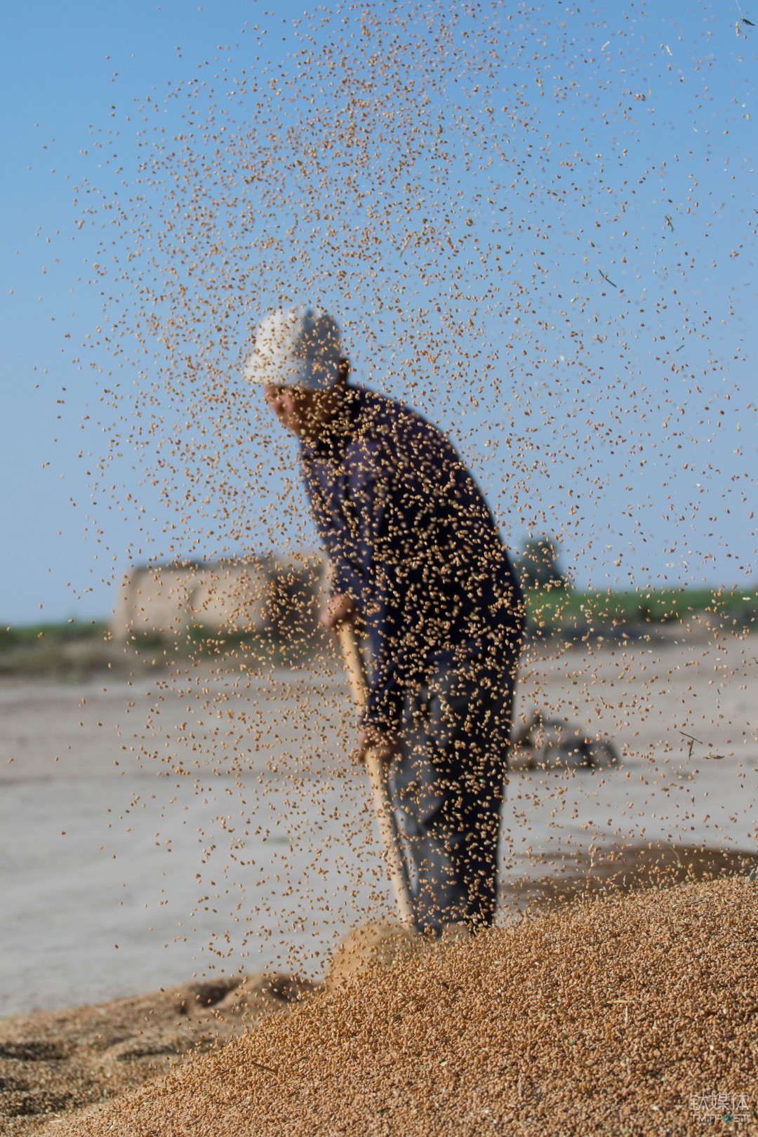 大甩麦。甘肃民勤，老农扬起麦子。