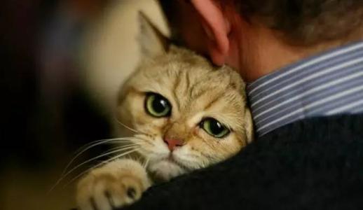 付费助养成诈捐噱头，“云养猫”背后的隐秘生意